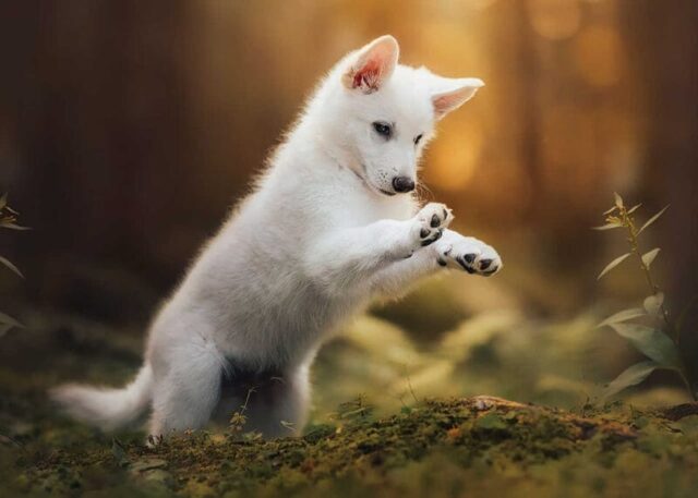 Idaho Pet Photography - I'm Just too Cute!