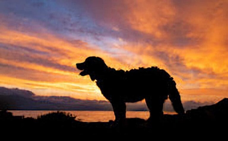 Masters Pet Series: Silhouette Golden Retriever Sunset