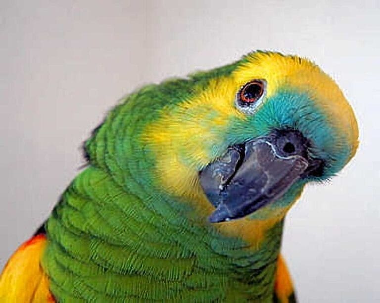 Masters Pet Series: Amazon Parrot