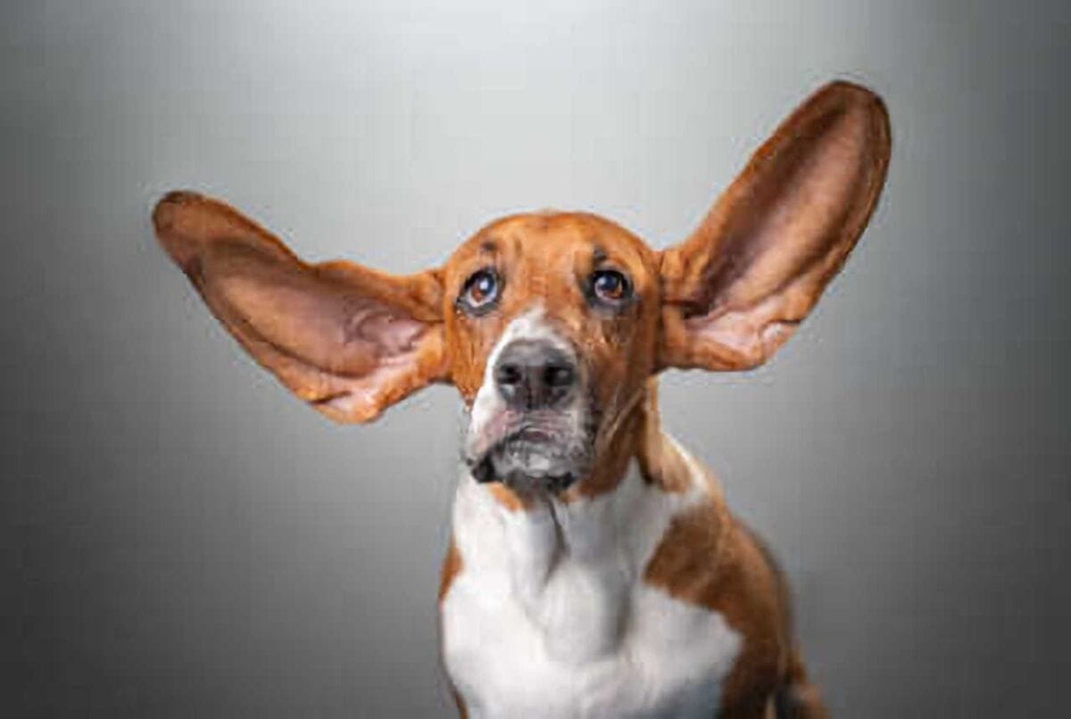 Pets: Silly Dog Picture