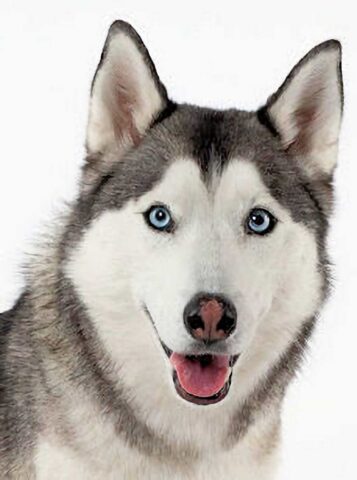Masters Pet Series: Alaskan Malamute with Blue Eyes