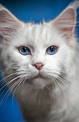 Masters Pet Series: White Cat with Blue Eyes