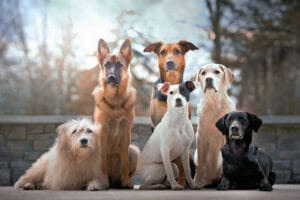 Masters Pet Series: Dog Portrait