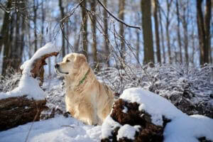 Masters Pet Series: Golden Retriever in Snow Forest