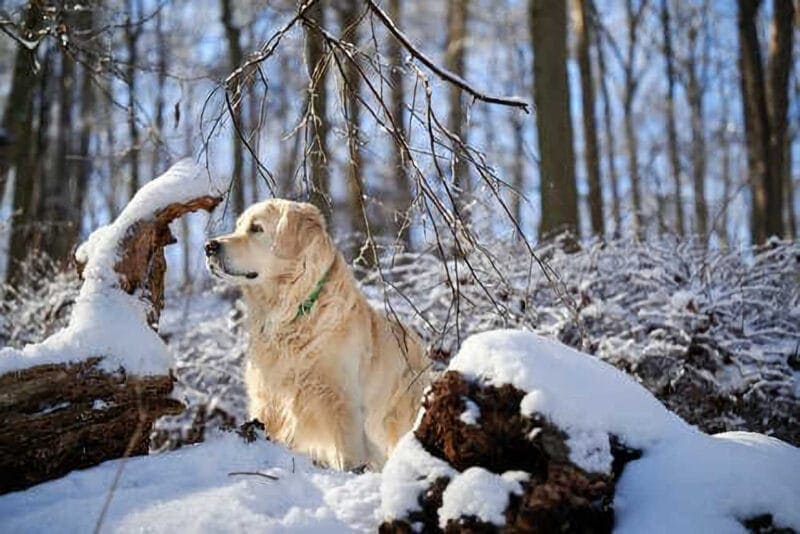 Masters Pet Series: Golden Retriever in Snow Forest