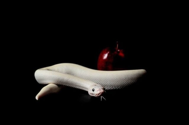 Masters Pet Series: White Python Snake with Apple