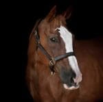 Masters Pet Series: Brown Horse with Black Background