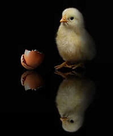 Masters Pet Series: Chicken or Egg?
