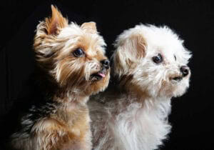 Masters Pet Series: Shih Tzu Portrait
