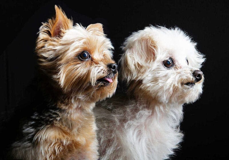 Masters Pet Series: Shih Tzu Portrait