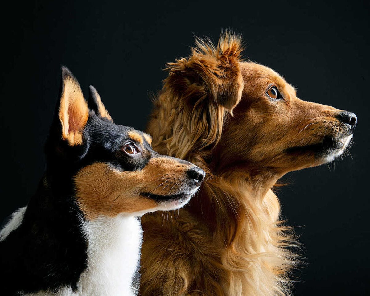 Masters Pet Series: Dogs on Black Backdrop