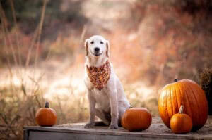 Masters Pet Series: Retriever in Pumpkin Patch