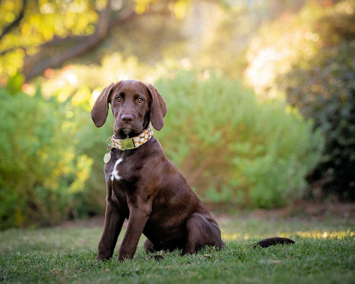 Pet Portraits: Chocolate Lab in Park