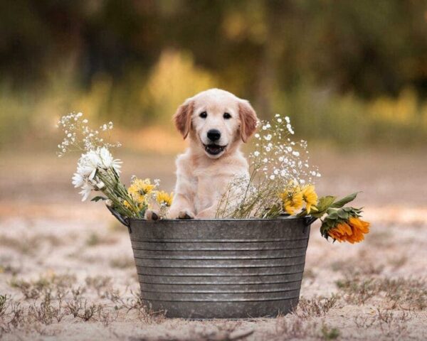 Masters Pet Series: Puppy in Water Bowl