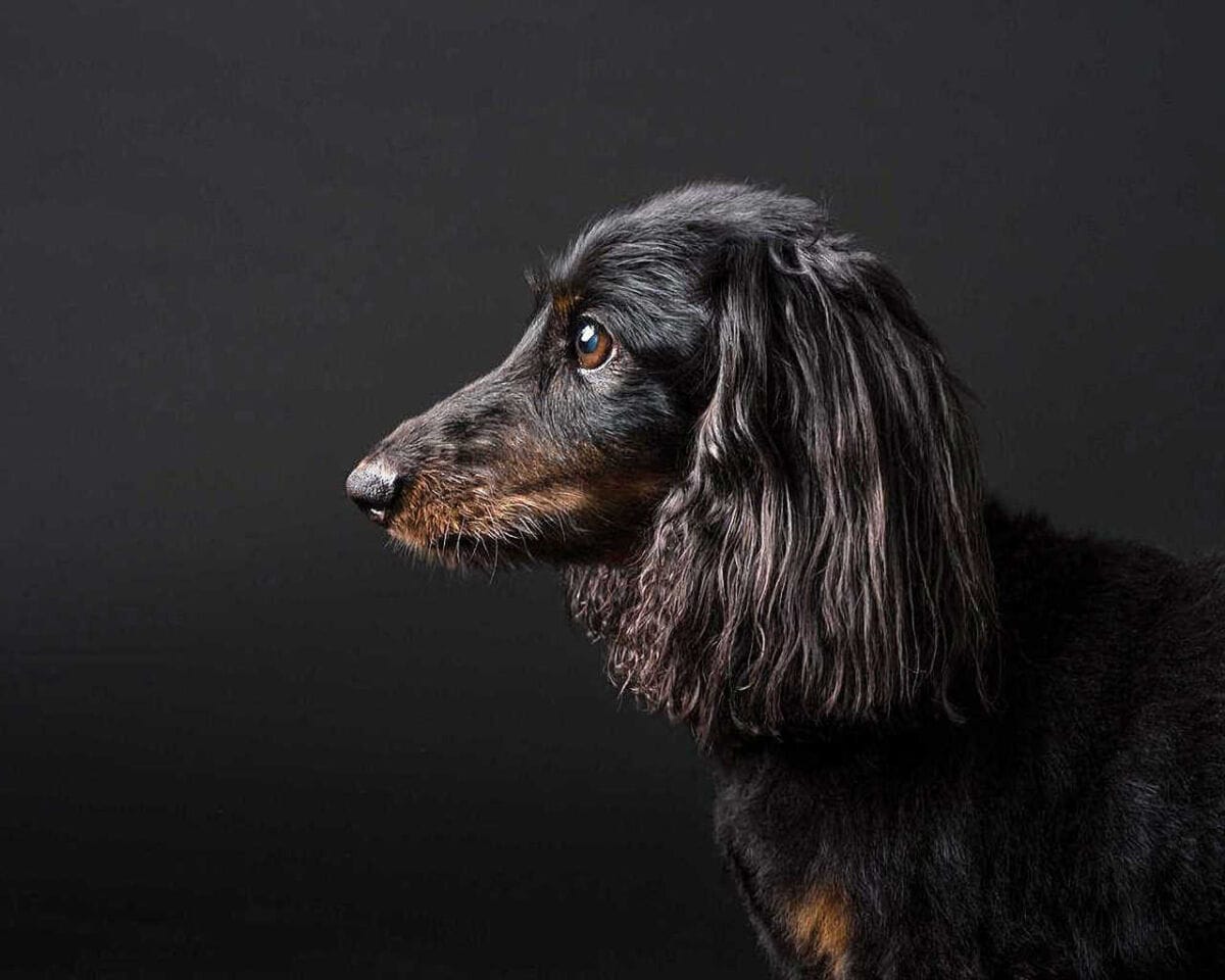 Masters Pet Series: Black Dachshund on Black