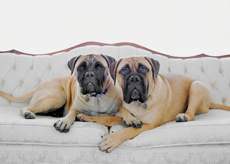 Masters Pet Series: Boxers on Couch