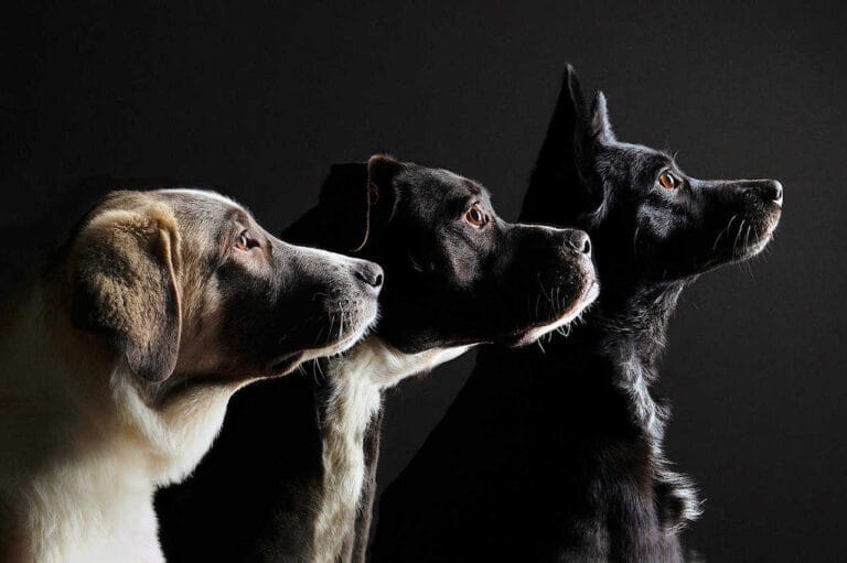 Masters Pet Series: Three Dogs on Black