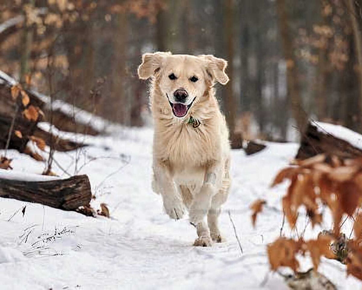 Pet Portraits: Dog Running in Snow Trail in Forest