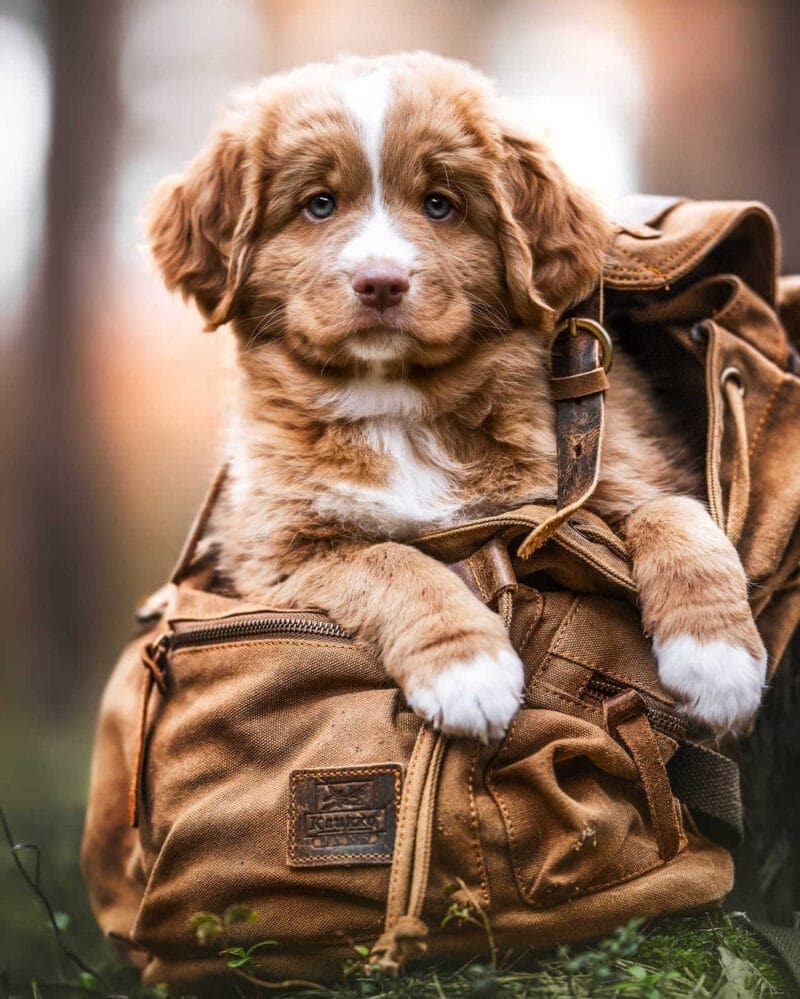 Masters Pet Portraits: Nova Scotia Duck Tolling Retriever in Backpack