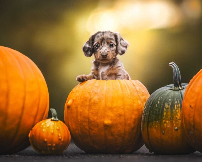 Masters Pet Series: Puppy in Pumpkin