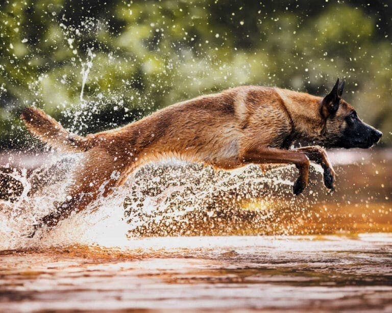 Pet Portraits: German Sheppard Running in Stream Full Stretch