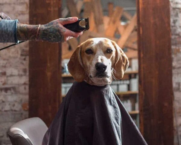 Masters Pet Series: Doggy Buzz!