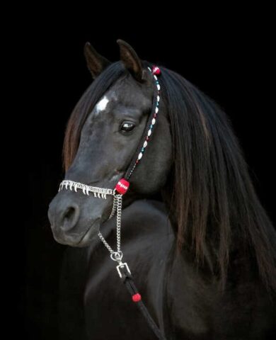 Idaho Pet Photography: Black Barn Photograph with Black Horse